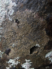 Caloplaca litoricola