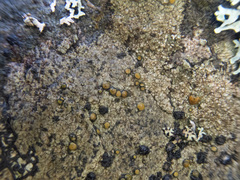 Caloplaca litoricola