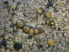 Caloplaca litoricola