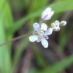 Thysanocarpus curvipes