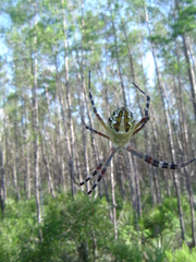 Argiope florida