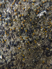 Caloplaca litoricola