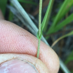 Thysanocarpus curvipes