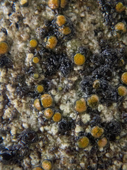 Caloplaca litoricola