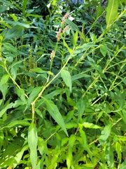 Persicaria odorata
