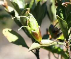 Eremophila gibbosa