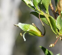 Eremophila gibbosa