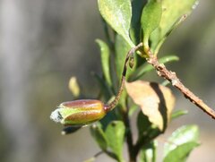 Eremophila gibbosa