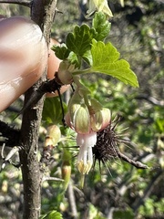 Ribes californicum