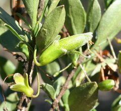 Eremophila gibbosa