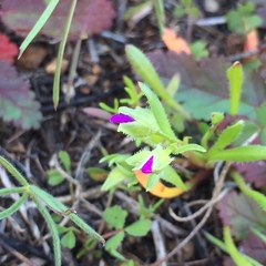 Calandrinia menziesii