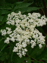 Sambucus gaudichaudiana
