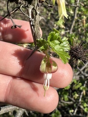 Ribes californicum