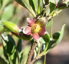 Eremophila gibbosa