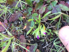 Calandrinia menziesii