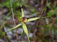 Caladenia richardsiorum