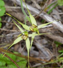 Caladenia richardsiorum