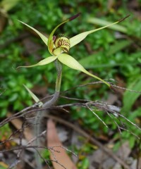 Caladenia richardsiorum