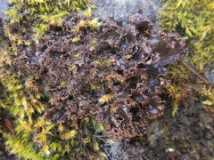 Peltigera pacifica