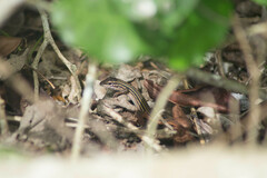 Aspidoscelis angusticeps angusticeps