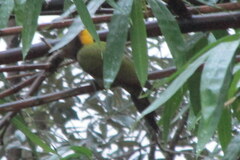 Chrysophlegma flavinucha