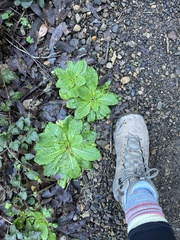 Lactuca virosa