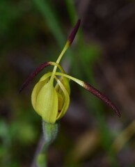 Caladenia richardsiorum