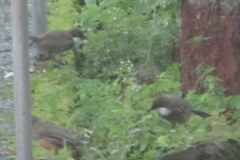 Pterorhinus albogularis