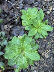 Lactuca virosa