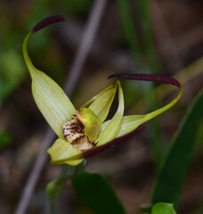 Caladenia richardsiorum