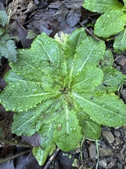 Lactuca virosa