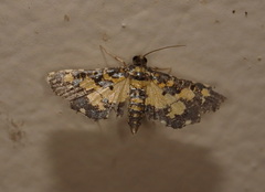 Eurrhyparodes tricoloralis