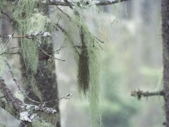 Usnea longissima