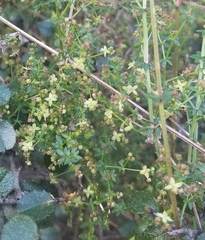 Galium porrigens