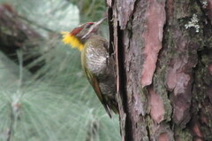 Picus chlorolophus