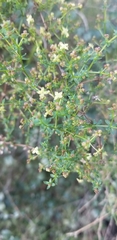 Galium porrigens