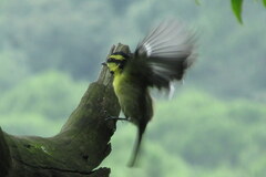 Machlolophus xanthogenys