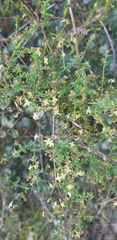 Galium porrigens