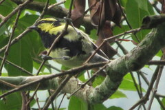 Machlolophus xanthogenys