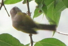 Phylloscopus xanthoschistos