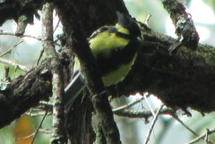 Machlolophus xanthogenys