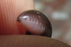 Indotyphlops porrectus