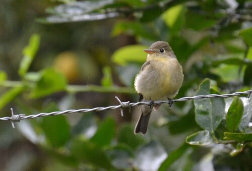 Moucherolle à ventre jaune (Empidonax flaviventris)
