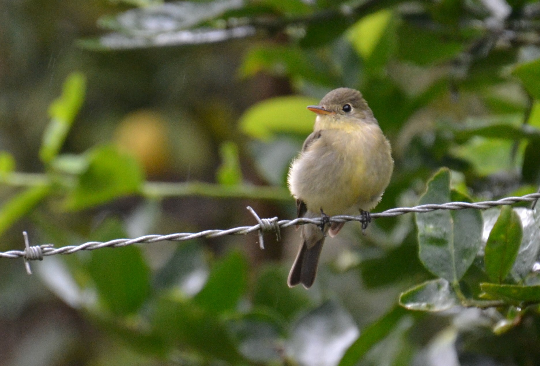 Yellow-bellied Flycatcher (Empidonax flaviventris)