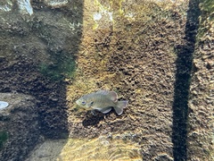 Lepomis punctatus