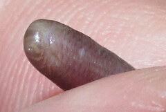 Indotyphlops porrectus