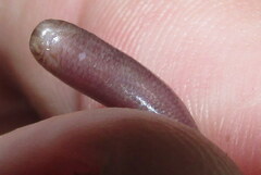 Indotyphlops porrectus