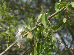 Pentatropis nivalis