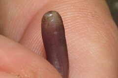 Indotyphlops porrectus