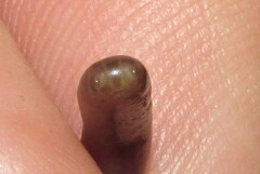 Indotyphlops porrectus